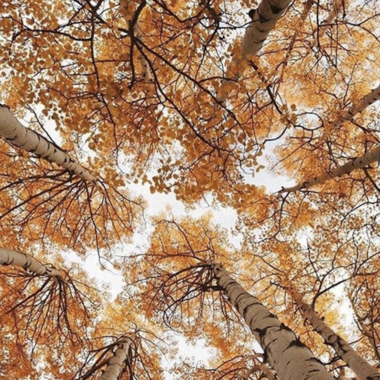 Fall EP